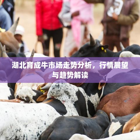湖北育成牛市場走勢分析，行情展望與趨勢解讀