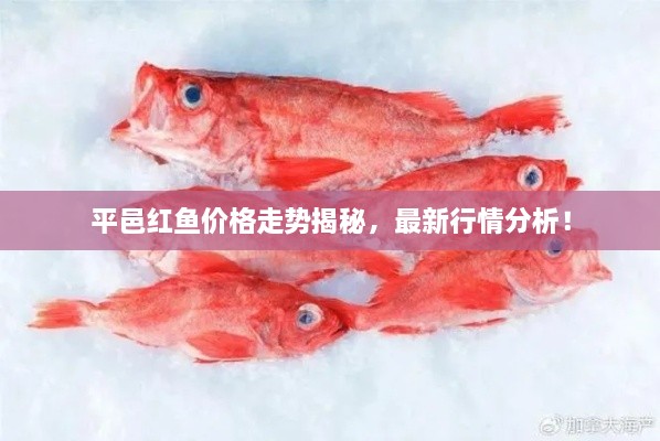 平邑紅魚價格走勢揭秘，最新行情分析！