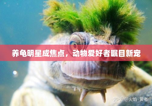 養(yǎng)龜明星成焦點，動物愛好者矚目新寵