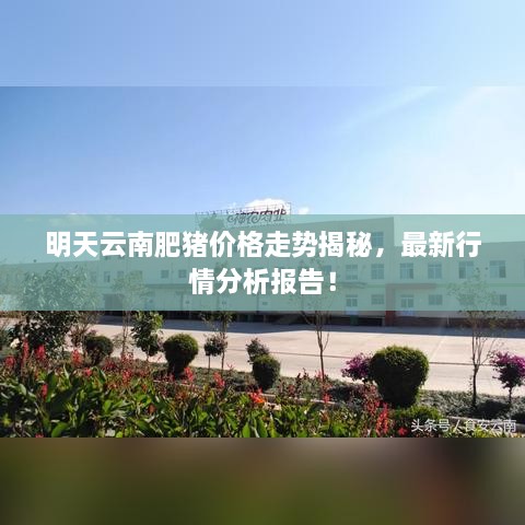 明天云南肥豬價格走勢揭秘，最新行情分析報告！