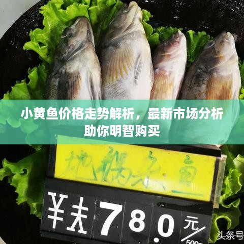 小黃魚價格走勢解析，最新市場分析助你明智購買