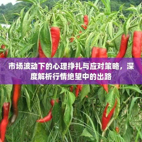 市場波動下的心理掙扎與應(yīng)對策略，深度解析行情絕望中的出路