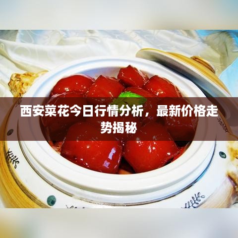 西安菜花今日行情分析，最新價格走勢揭秘