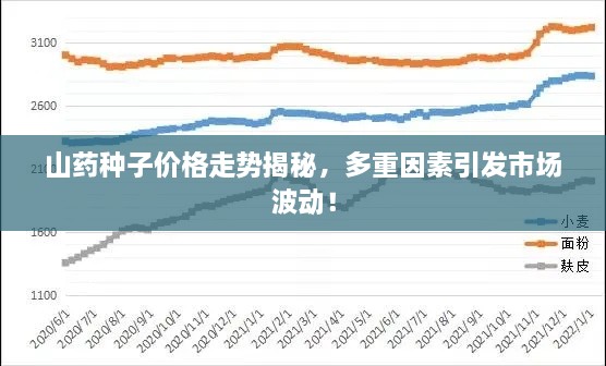 山藥種子價格走勢揭秘，多重因素引發(fā)市場波動！