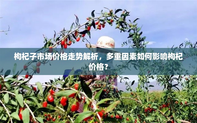 枸杞子市場(chǎng)價(jià)格走勢(shì)解析，多重因素如何影響枸杞價(jià)格？