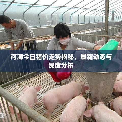 河源今日豬價走勢揭秘，最新動態(tài)與深度分析