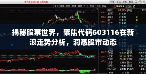 揭秘股票世界，聚焦代碼603116在新浪走勢(shì)分析，洞悉股市動(dòng)態(tài)