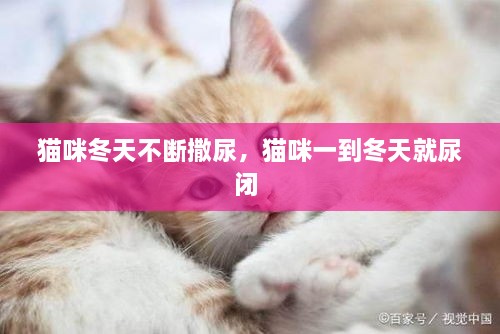 貓咪冬天不斷撒尿，貓咪一到冬天就尿閉 