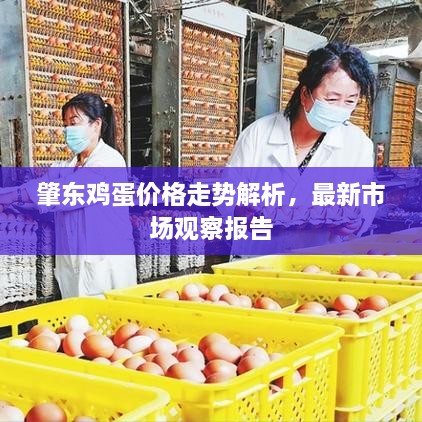 肇東雞蛋價格走勢解析，最新市場觀察報告