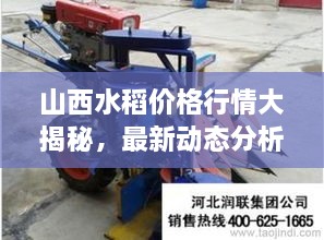 山西水稻價格行情大揭秘，最新動態(tài)分析！