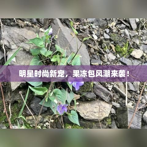 明星時(shí)尚新寵，果凍包風(fēng)潮來襲！