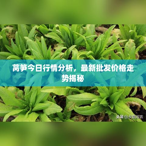 萵筍今日行情分析，最新批發(fā)價格走勢揭秘