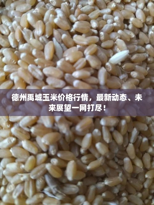 德州禹城玉米價格行情，最新動態(tài)、未來展望一網(wǎng)打盡！