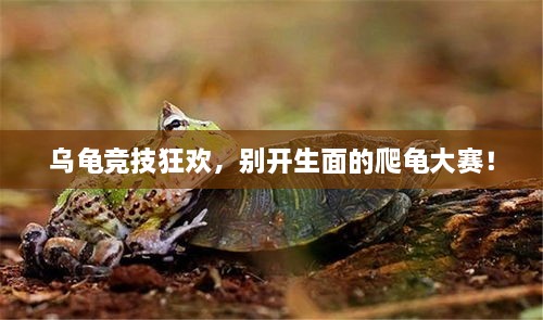 烏龜競(jìng)技狂歡，別開(kāi)生面的爬龜大賽！
