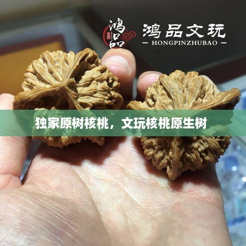 獨(dú)家原樹(shù)核桃，文玩核桃原生樹(shù) 