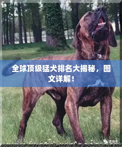 全球頂級(jí)猛犬排名大揭秘，圖文詳解！