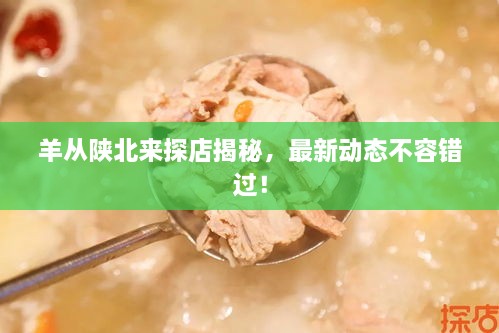 羊從陜北來探店揭秘，最新動態(tài)不容錯過！