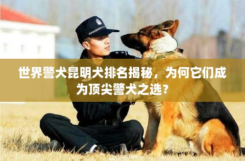 世界警犬昆明犬排名揭秘，為何它們成為頂尖警犬之選？