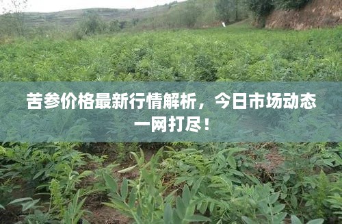 苦參價(jià)格最新行情解析，今日市場(chǎng)動(dòng)態(tài)一網(wǎng)打盡！