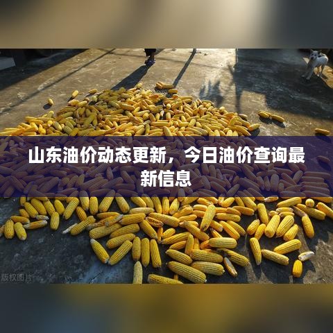 山東油價(jià)動(dòng)態(tài)更新，今日油價(jià)查詢最新信息