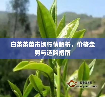 白茶茶苗市場行情解析，價(jià)格走勢與選購指南