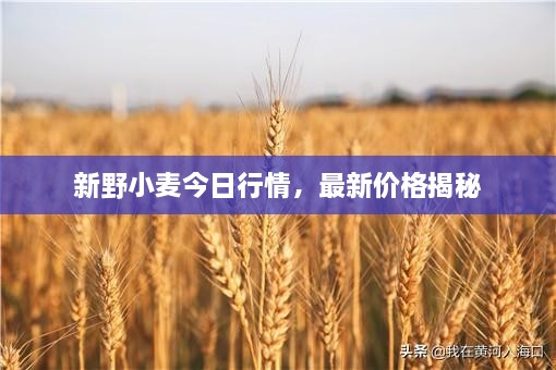 新野小麥今日行情，最新價(jià)格揭秘