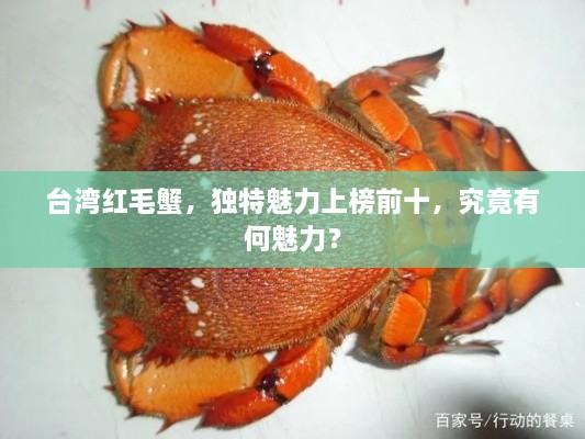 臺灣紅毛蟹，獨特魅力上榜前十，究竟有何魅力？