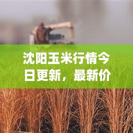 沈陽(yáng)玉米行情今日更新，最新價(jià)格走勢(shì)分析