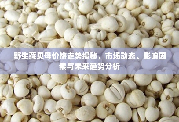 野生藏貝母價(jià)格走勢(shì)揭秘，市場(chǎng)動(dòng)態(tài)、影響因素與未來趨勢(shì)分析