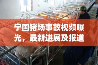 寧國(guó)豬場(chǎng)事故視頻曝光，最新進(jìn)展及報(bào)道概述