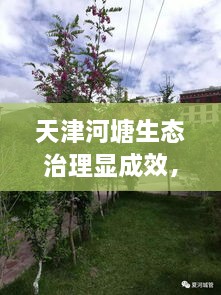 天津河塘生態(tài)治理顯成效，城市面貌煥然一新