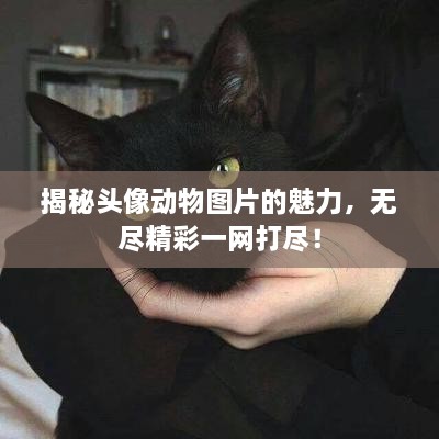 揭秘頭像動物圖片的魅力，無盡精彩一網(wǎng)打盡！