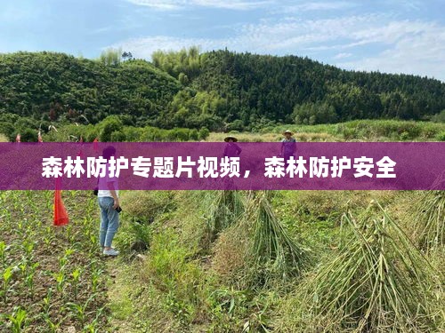 森林防護(hù)專題片視頻，森林防護(hù)安全 