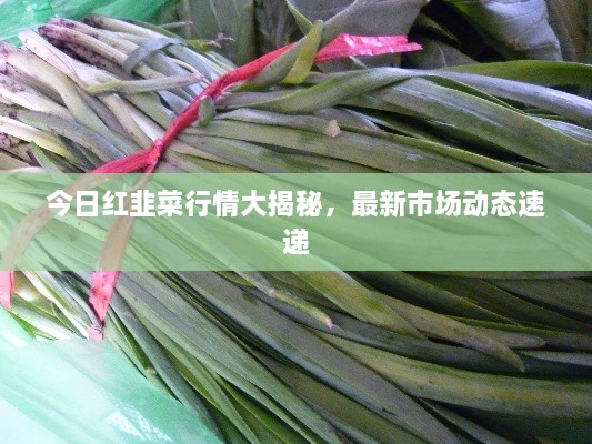 今日紅韭菜行情大揭秘，最新市場(chǎng)動(dòng)態(tài)速遞