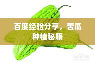 百度經(jīng)驗分享，苦瓜種植秘籍