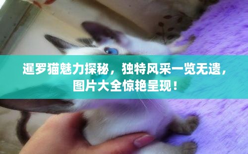 暹羅貓魅力探秘，獨特風采一覽無遺，圖片大全驚艷呈現！
