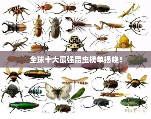 全球十大最強昆蟲榜單揭曉！