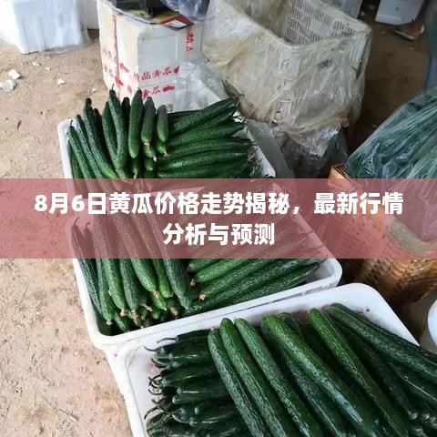 8月6日黃瓜價(jià)格走勢(shì)揭秘，最新行情分析與預(yù)測(cè)