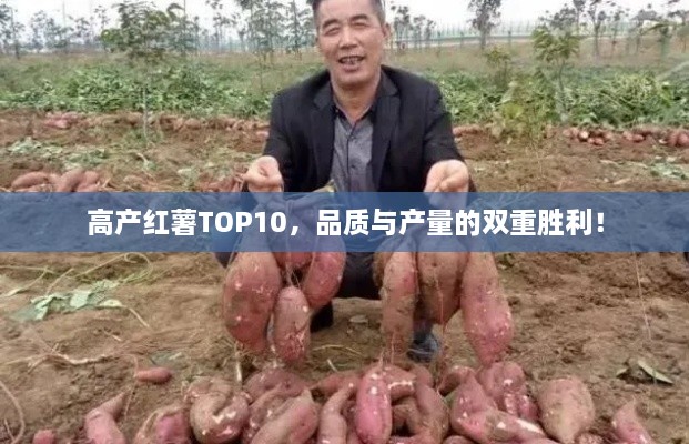高產(chǎn)紅薯TOP10，品質(zhì)與產(chǎn)量的雙重勝利！