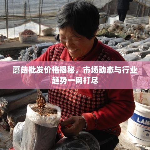 蘑菇批發(fā)價(jià)格揭秘，市場(chǎng)動(dòng)態(tài)與行業(yè)趨勢(shì)一網(wǎng)打盡