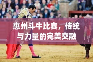 惠州斗牛比賽，傳統(tǒng)與力量的完美交融
