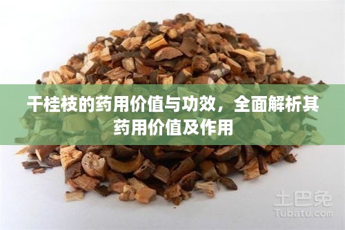 干桂枝的藥用價(jià)值與功效，全面解析其藥用價(jià)值及作用