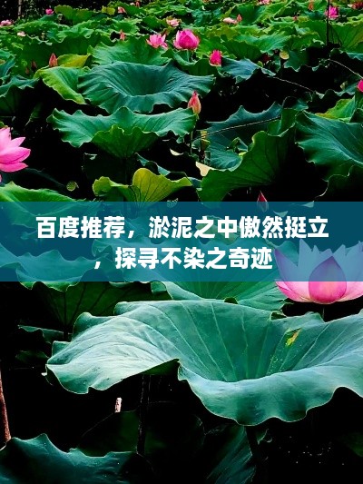 百度推薦，淤泥之中傲然挺立，探尋不染之奇跡