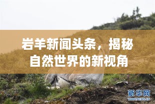 巖羊新聞頭條，揭秘自然世界的新視角