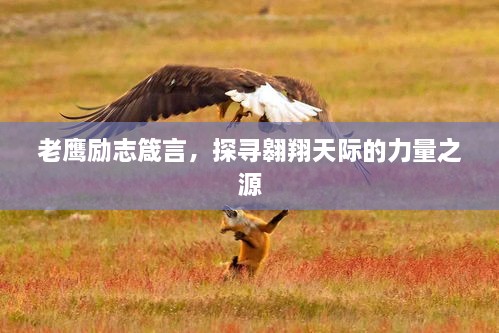 老鷹勵志箴言，探尋翱翔天際的力量之源