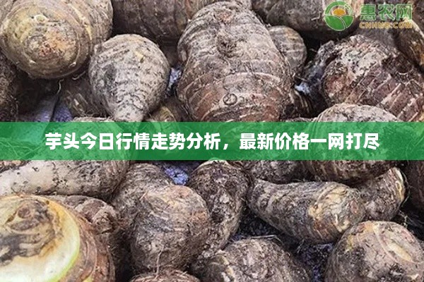 芋頭今日行情走勢分析，最新價(jià)格一網(wǎng)打盡