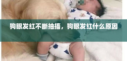 狗眼發(fā)紅不斷抽搐，狗眼發(fā)紅什么原因 