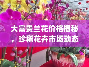 大富貴蘭花價(jià)格揭秘，珍稀花卉市場動(dòng)態(tài)與價(jià)值探究
