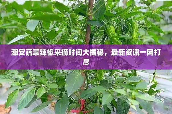 潮安蔬菜辣椒采摘時間大揭秘，最新資訊一網(wǎng)打盡