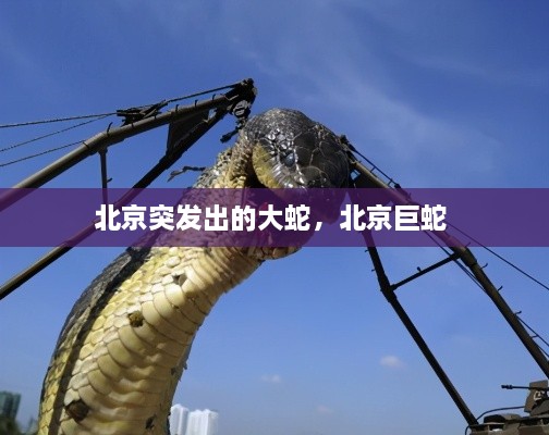 北京突發(fā)出的大蛇，北京巨蛇 